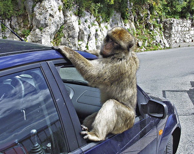 opice na autě