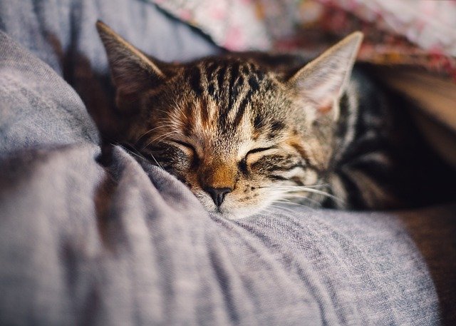 hlavička spící kočky